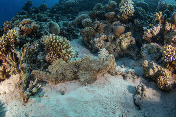 Scorpaenopsis oxycephalus is hiding on the coral reef in Egypt. Venomous tasseled scorpionfish during dive in Red sea. Excellent camouflage by scorpion fish.