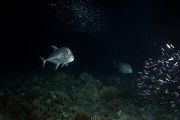 Obraz premium Giant trevallies are hunting small shoal of fish. School of caranx ignobilis during night dive in Egypt. Silver predatory fish in Red sea. 