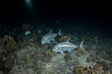 Giant trevallies are hunting small shoal of fish. School of caranx ignobilis during night dive in Egypt. Silver predatory fish in Red sea. 