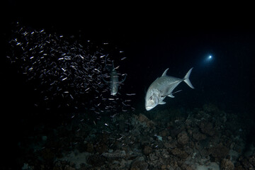 Giant trevallies are hunting small shoal of fish. School of caranx ignobilis during night dive in...