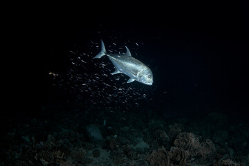 Fototapeta premium Giant trevallies are hunting small shoal of fish. School of caranx ignobilis during night dive in Egypt. Silver predatory fish in Red sea. 