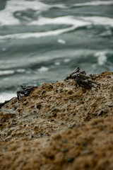 Ocean's Treasures: Crabs in Their Element