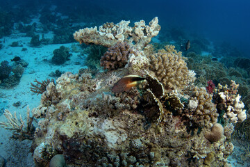 Black side hawkfish have a rest on the coral in Egypt. Paracirrhites forsteri during dive in Red Sea. Abundant marine life on the coral reef. 