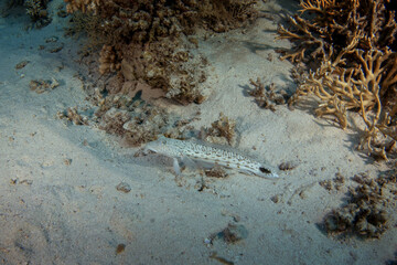 Speckled sandperch have a rest on the sand bottom in Egypt. Parapercis hexophtalma during dive in Red Sea. Abundant marine life on the coral reef. White fish crawling on the sea bed. 