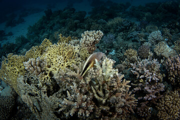 Black side hawkfish have a rest on the coral in Egypt. Paracirrhites forsteri during dive in Red Sea. Abundant marine life on the coral reef. 