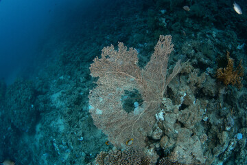 Subergorgia mollis coral in Egypt shallow sea. A lot of corals during dive in Red Sea. Abundant...