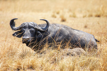 Obraz premium African buffalo