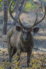 Sambar deer portrait in Ranthambore national park