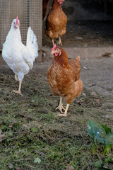 Chickens roam freely in a backyard coop during a sunny afternoon in a rural setting