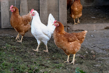 Chickens roam freely in a backyard coop during a sunny afternoon in a rural setting