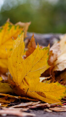 Autumn yellow maple leaves in November.