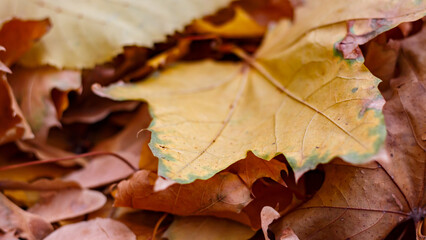 Autumn yellow maple leaves in November.