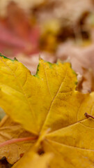 Autumn yellow maple leaves in November.