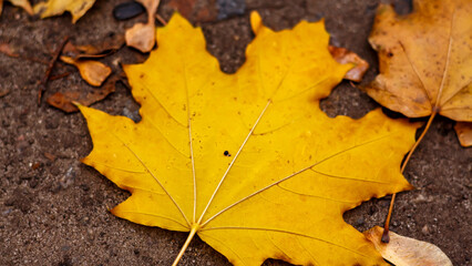Autumn yellow maple leaves in November.