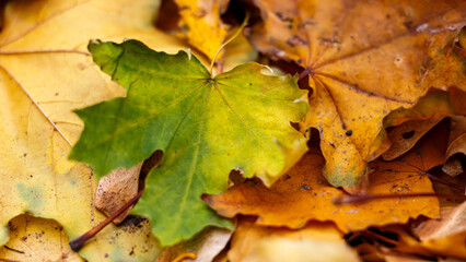 Autumn yellow maple leaves in November.