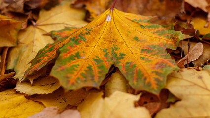 Autumn yellow maple leaves in November.