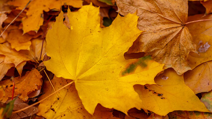 Autumn yellow maple leaves in November.