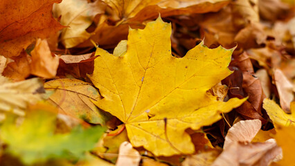 Autumn yellow maple leaves in November.