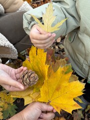 autumn leaves on the hand