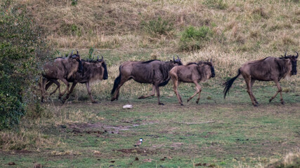 Die Wanderung der Gnus 
