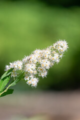 Close up of white meadowsweet (spiraea alba) flowers in bloom