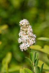 Close up of white meadowsweet (spiraea alba) flowers in bloom