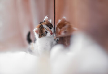 portrait of a cute fluffy kitten sitting on the floor and looking at his reflection in the closet