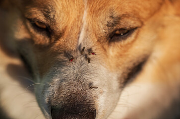 many mosquito insects sit on dog's nose and drink blood causing itching