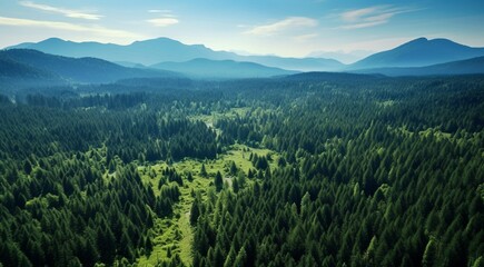 Obraz premium landscape with grass and sky, landscape with fields, panoramic view of green forest landscape, green jungle
