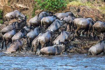 Die Wanderung der Gnus 
