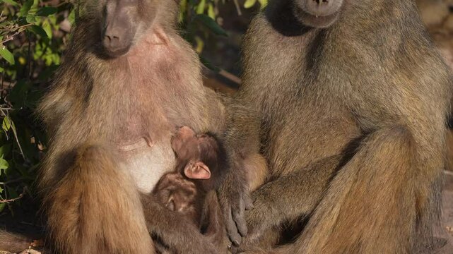 Newborn Baboon nursing. I like this family shot of mother, father and baby. Baboons are large primates in Africa, considered Old World monkeys. Monkey troop or family group. Slow motion, 25 percent