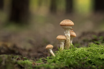 Dark Honey Fungus on forest floor - armillaria ostoyae