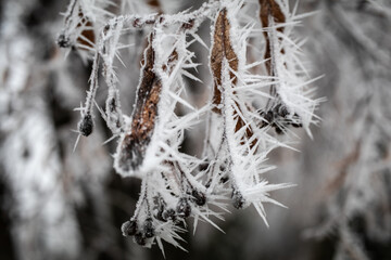 frost on branches