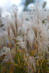 Natural background of dry decorative grass.
