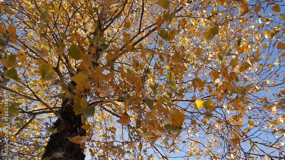 Wall mural The wind sways the branches of a tree with autumn leaves against the background of the sky