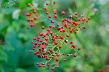 Obraz premium Red rose hips on a bush close-up