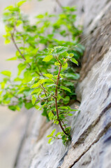 Fototapeta premium Green plant on rocks near the river