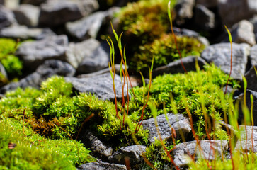 Green Moss on stones close up