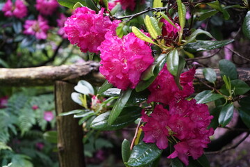 flowers and wooden fence