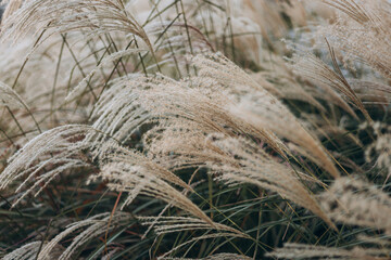 Abstract natural background of soft plants Cortaderia selloana. Pampas grass on a blurry bokeh, Dry reeds boho style. Fluffy stems of tall grass in autumn, soft focus