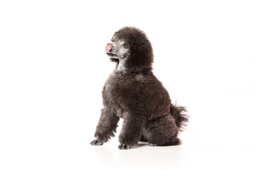 poodle puppy on white background