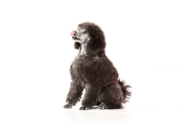 poodle puppy on white background