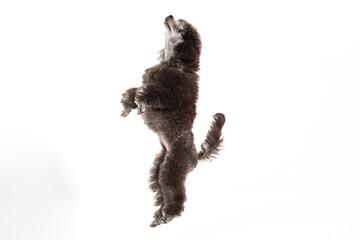 poodle puppy on white background