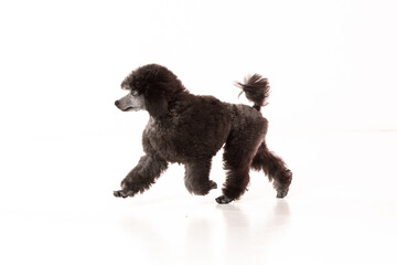 poodle puppy on white background