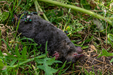 Bluebottle flies laying eggs on a dead mole