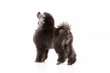 poodle puppy on white background