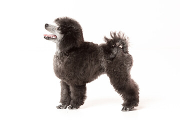 poodle puppy on white background