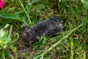 Bluebottle flies laying eggs on a dead mole