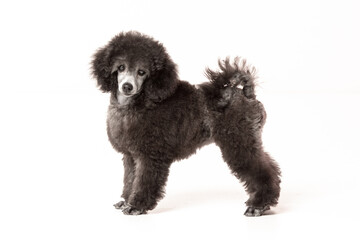 poodle puppy on white background
