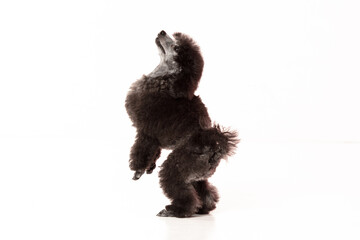 poodle puppy on white background